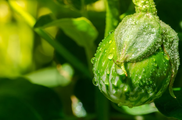 Berinjela tailandesa com gotas de água em um dia ensolarado