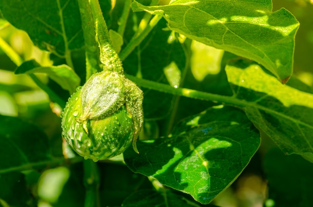 Berinjela tailandesa com gotas de água em um dia ensolarado