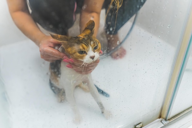 Überkopfaufnahme einer unglücklichen Katze, die geduscht wird