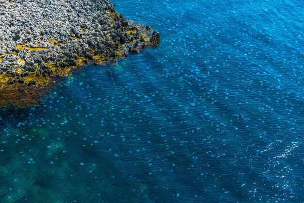 Überlastung Millionen von Quallen, die in der Seelagune schwimmen