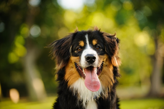 Berner Berghund mit ausgedrehter Zunge