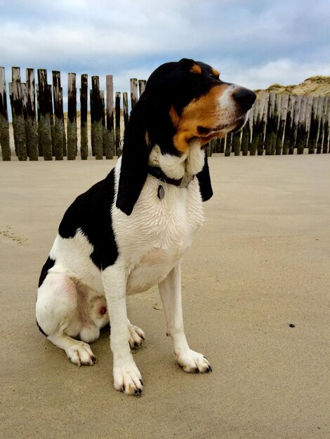 Berner Berghund sitzt am Strand