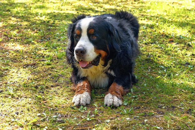 Berner Sennenhund liegt an einem sonnigen Tag im Gras