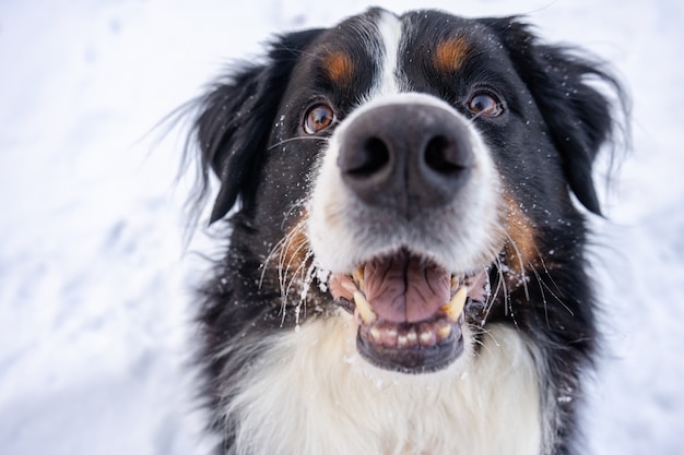 Berner sennenhund mit schnee auf dem kopf. glücklicher hundespaziergang im winterschneewetter