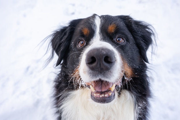 Berner Sennenhund mit Schnee auf dem Kopf. Glücklicher Hundespaziergang im Winterschneewetter