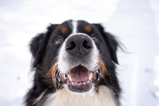 Berner Sennenhund mit Schnee auf dem Kopf. Glücklicher Hundespaziergang im Winterschneewetter