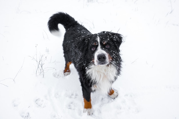 Berner Sennenhund mit Schnee auf dem Kopf. Glücklicher Hundespaziergang im Winterschneewetter