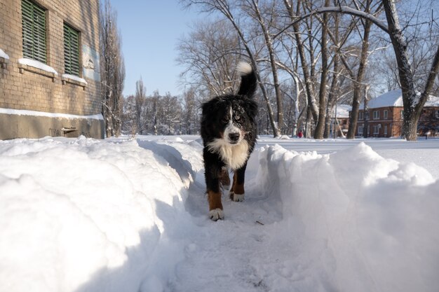 Berner Sennenhund mit Schnee bedeckt, der durch die großen Schneeverwehungen geht. viel Schnee auf den Winterstraßen