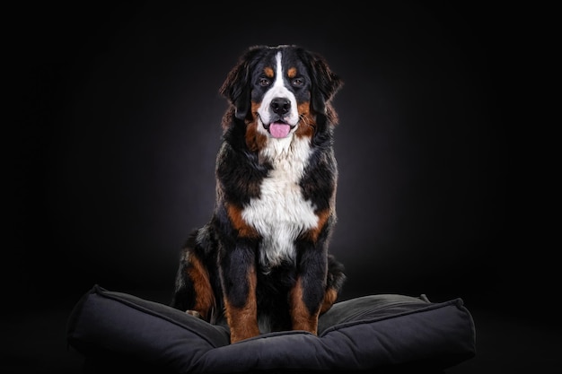 Berner Sennenhund Nahaufnahme Porträt auf dunklem Hintergrund Nahaufnahme Porträt auf dunklem Hintergrund