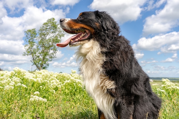 Berner Sennenhund sitzt auf grünem Gras, Zunge raus, blauer Himmel, Wolken