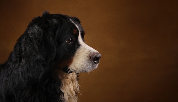 Berner Sennenhund sitzt im Studio