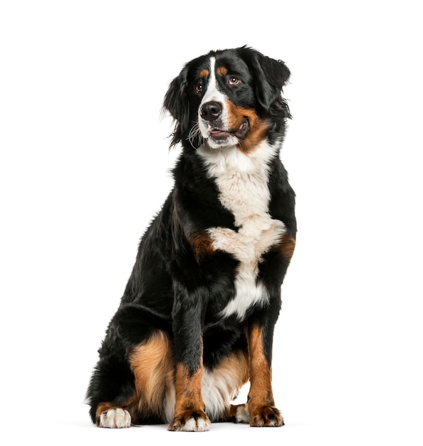 Berner Sennenhund sitzt vor weißem Hintergrund