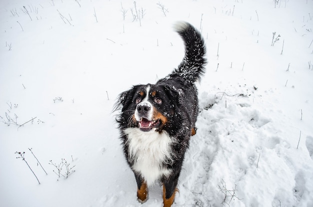 Berner Sennenhund spielt im Schnee