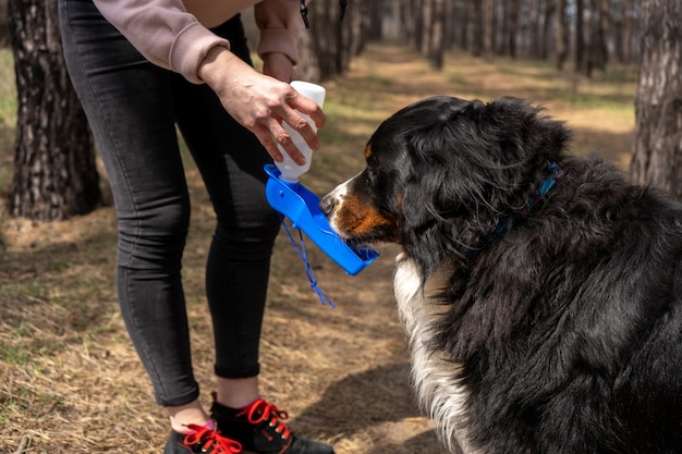 Berner Sennenhund trinkt aus der speziellen tragbaren Haustiertrinkflasche beim Waldspaziergang mit dem Besitzer