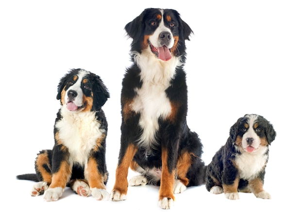 Berner Sennenhunde