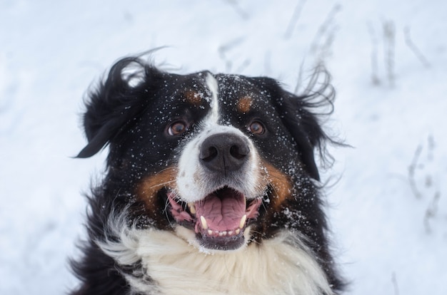 Berner Sennenhundekopf Nahaufnahme mit Schnee auf der Nase