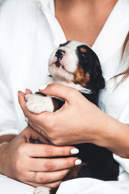 Berner Sennenhundewelpe in weiblichen Händen, Pflege für Tiere, Neugeborene