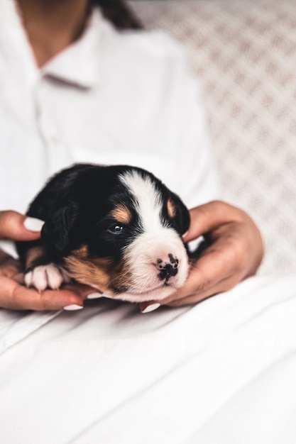 Berner Sennenhundewelpe in weiblichen Händen, Pflege für Tiere, Neugeborene