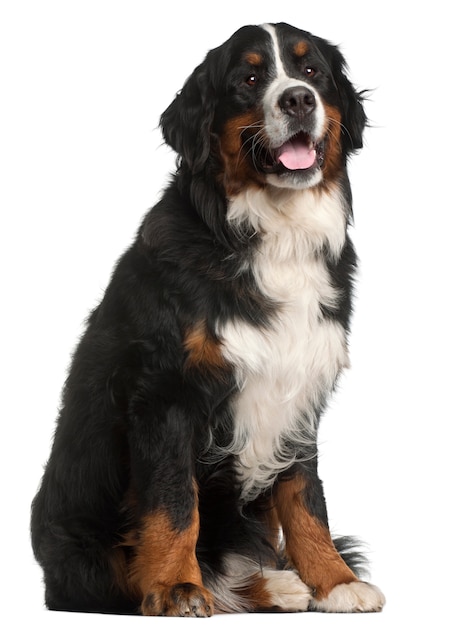 Bernese Mountain Dog, 1 año de edad, sentado