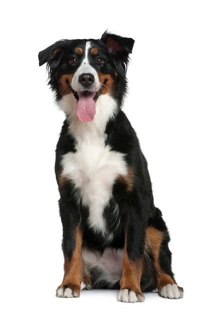 Bernese mountain dog, 18 meses de edad, sentado frente a la pared blanca