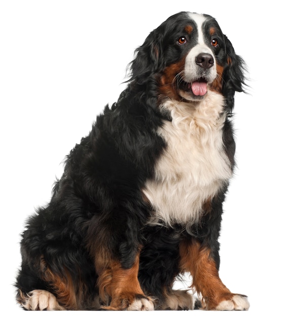 Bernese Mountain Dog, 20 meses de edad, sentado