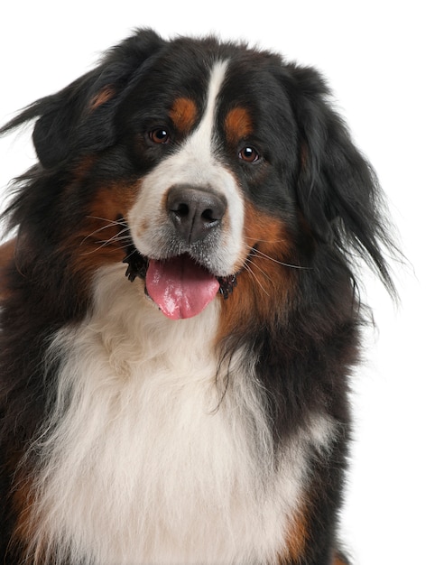 Bernese Mountain Dog, 3 anos, em frente a parede branca