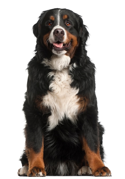 Bernese Mountain Dog, 4 años de edad, sentado