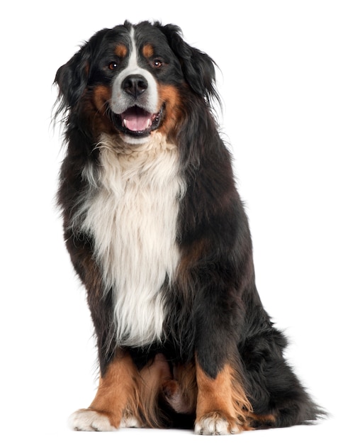 Bernese Mountain Dog, 6 años de edad