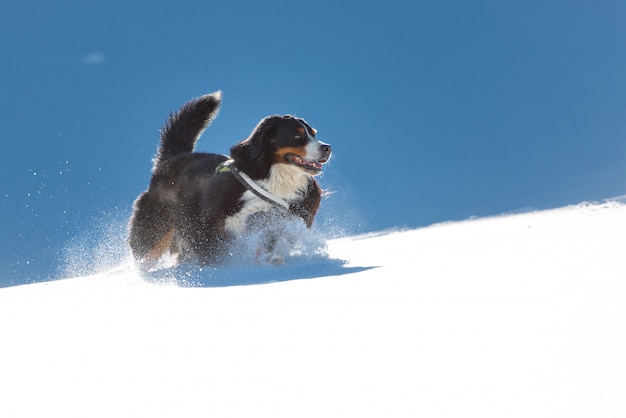 Bernese mountain dog brincando na neve