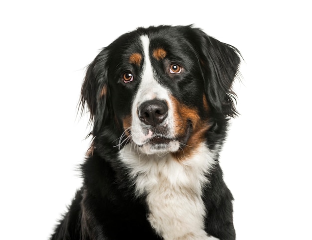 Bernese Mountain Dog em frente a um fundo branco