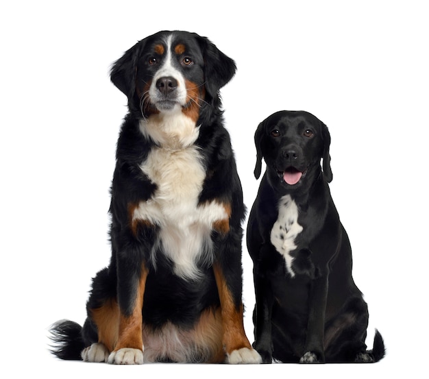 Bernese Mountain Dog y mestizo entre labrador y beagle