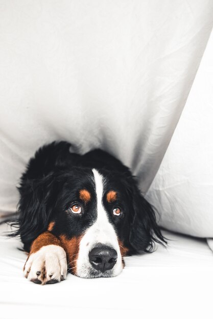 Bernese Mountain Dog na cama branca. Deitada na cama limpa.