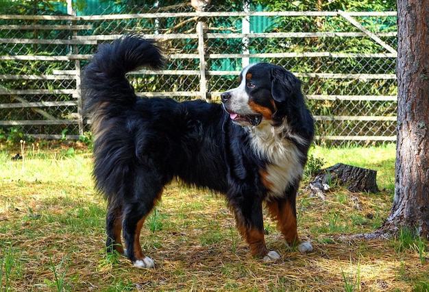 Bernese Mountain Dog, perro pastor, de cuerpo entero en un día soleado