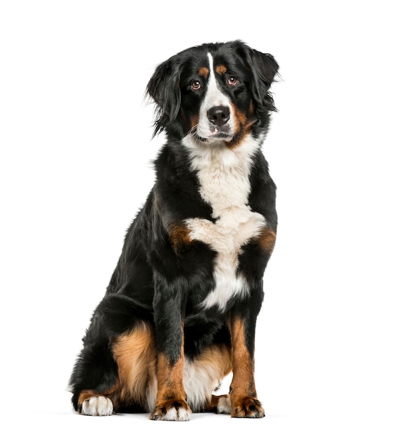 Bernese Mountain Dog sentado delante de una superficie blanca