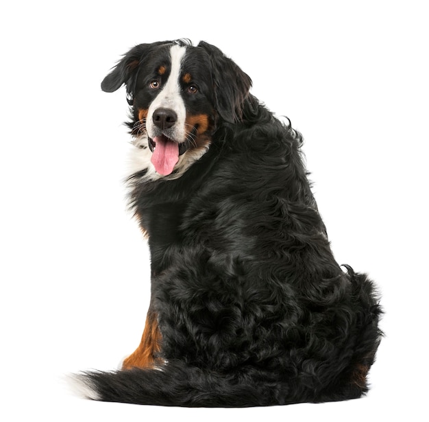 Bernese Mountain Dog sentado frente a una pared blanca