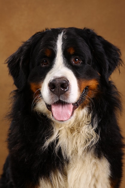 Bernese mountain dog sentado no fundo marrom