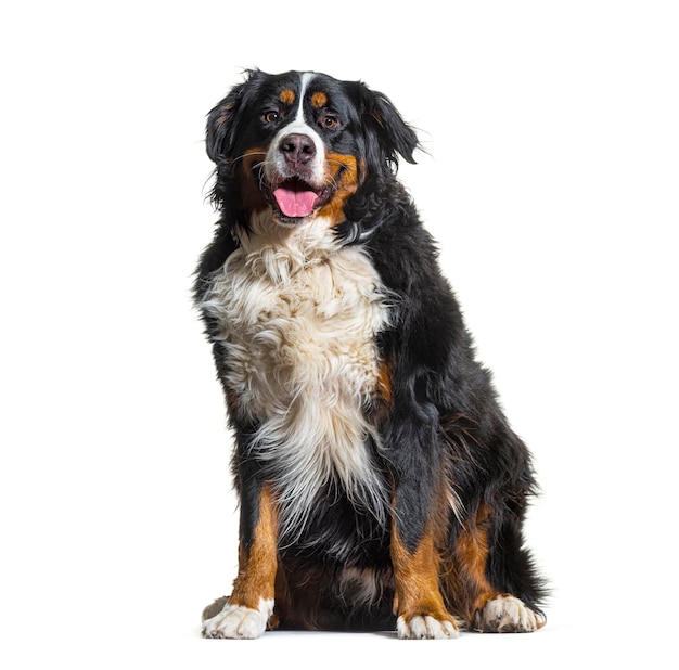 Bernese Mountain Dog tricolor sentado, mirando a la cámara y jadeando aislado en blanco