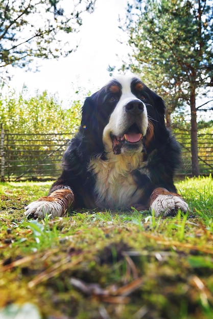 Bernese Mountain Dog tumbado en la hierba en un día soleado