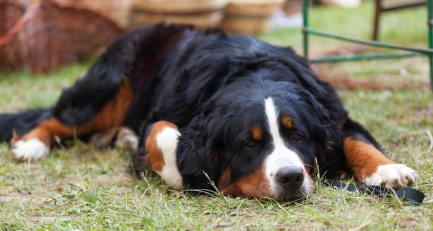 Bernese Mountain Dog