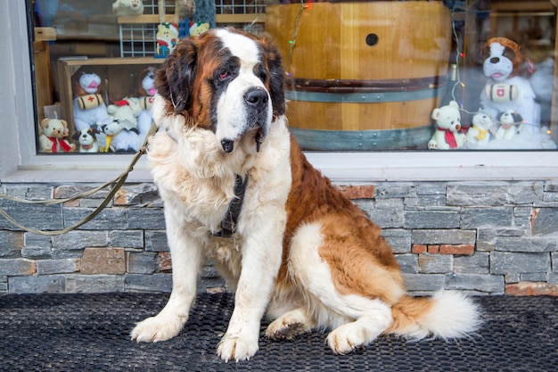 Bernhardiner Hund