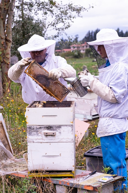 Überprüfung der Honigbienen