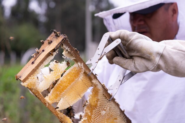 Überprüfung der Honigbienen