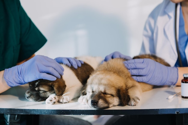 Überprüfung des Atems Männlicher Tierarzt in Arbeitsuniform, der den Atem eines kleinen Hundes mit einem Phonendoskop in der Tierklinik hört Haustierpflegekonzept