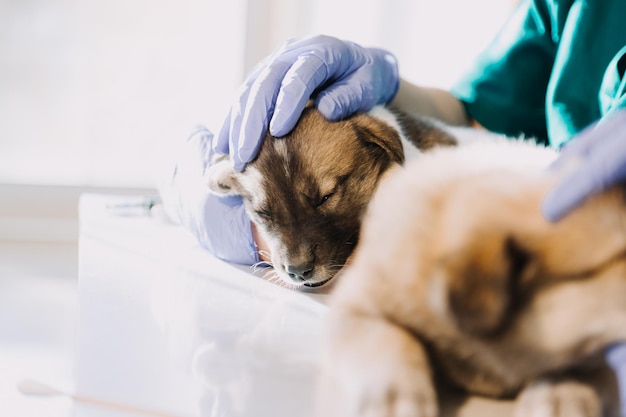 Überprüfung des Atems Männlicher Tierarzt in Arbeitsuniform, der den Atem eines kleinen Hundes mit einem Phonendoskop in der Tierklinik hört Haustierpflegekonzept