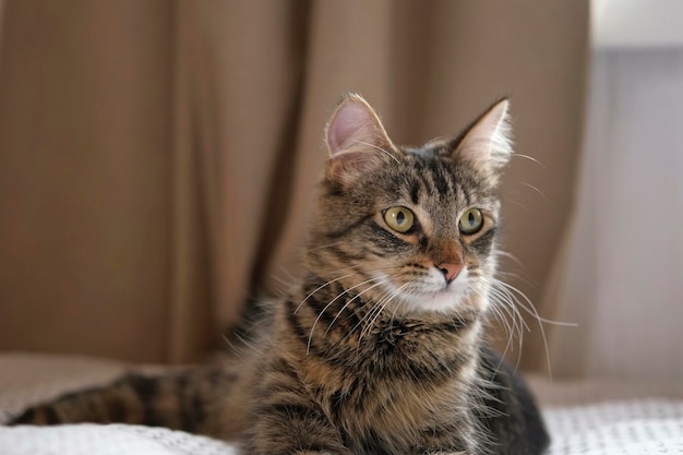 Überrascht Katze schauen Sie sich um, folgen Sie etwas Nahaufnahme Tabby-Hauskatze, die mit schockierendem Gesicht und weit geöffneten Augen in die Kamera starrt Nettes neugieriges Kätzchen mit großen gelben Augen, das im Bett liegt Lustiges Haustier