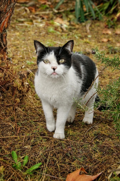 Überraschte schwarz-weiße streunende Katze, die in einem Park herumhängt und die Kamera anschaut.