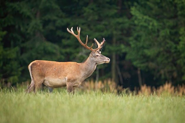 Überraschtes Rotwildhirsch, das im Wald beiseite schaut