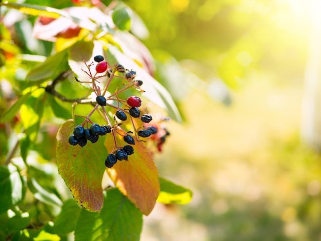 Überreife Beeren