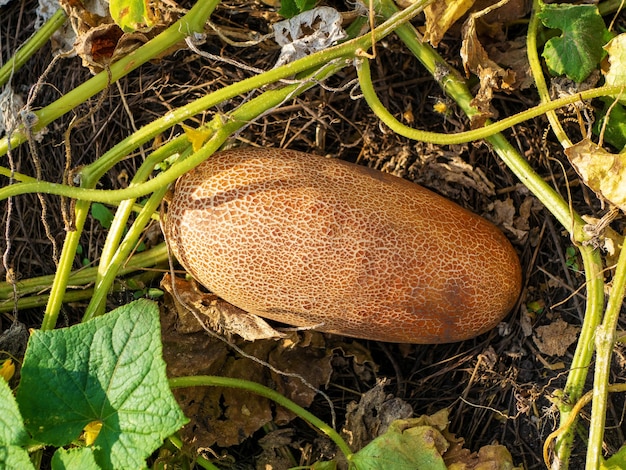 Überreife große braune Bio-Samengurken, die auf einem Gartenbett wachsen