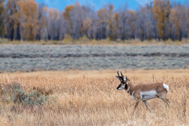 Berrendo en un prado dorado en otoño